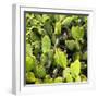 ?Viva Mexico! Square Collection - Prickly Pear Cactus V-Philippe Hugonnard-Framed Photographic Print