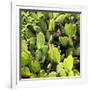 ?Viva Mexico! Square Collection - Prickly Pear Cactus V-Philippe Hugonnard-Framed Photographic Print