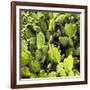 ?Viva Mexico! Square Collection - Prickly Pear Cactus V-Philippe Hugonnard-Framed Photographic Print