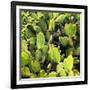 ?Viva Mexico! Square Collection - Prickly Pear Cactus V-Philippe Hugonnard-Framed Photographic Print