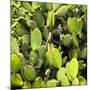 ?Viva Mexico! Square Collection - Prickly Pear Cactus V-Philippe Hugonnard-Mounted Photographic Print