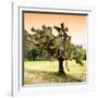 ¡Viva Mexico! Square Collection - Prickly Pear Cactus-Philippe Hugonnard-Framed Photographic Print