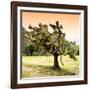 ¡Viva Mexico! Square Collection - Prickly Pear Cactus-Philippe Hugonnard-Framed Photographic Print