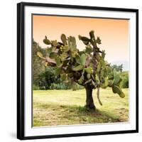 ¡Viva Mexico! Square Collection - Prickly Pear Cactus-Philippe Hugonnard-Framed Photographic Print