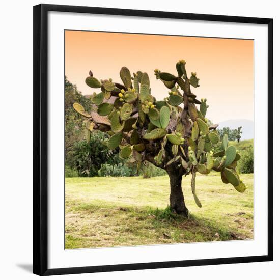 ¡Viva Mexico! Square Collection - Prickly Pear Cactus-Philippe Hugonnard-Framed Photographic Print