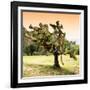 ¡Viva Mexico! Square Collection - Prickly Pear Cactus-Philippe Hugonnard-Framed Photographic Print