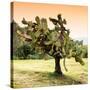 ¡Viva Mexico! Square Collection - Prickly Pear Cactus-Philippe Hugonnard-Stretched Canvas