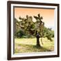 ¡Viva Mexico! Square Collection - Prickly Pear Cactus-Philippe Hugonnard-Framed Photographic Print