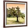 ¡Viva Mexico! Square Collection - Prickly Pear Cactus-Philippe Hugonnard-Framed Photographic Print