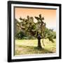 ¡Viva Mexico! Square Collection - Prickly Pear Cactus-Philippe Hugonnard-Framed Photographic Print