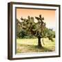 ¡Viva Mexico! Square Collection - Prickly Pear Cactus-Philippe Hugonnard-Framed Photographic Print