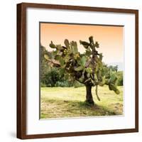 ¡Viva Mexico! Square Collection - Prickly Pear Cactus-Philippe Hugonnard-Framed Photographic Print