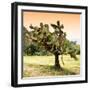 ¡Viva Mexico! Square Collection - Prickly Pear Cactus-Philippe Hugonnard-Framed Photographic Print