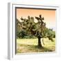 ¡Viva Mexico! Square Collection - Prickly Pear Cactus-Philippe Hugonnard-Framed Photographic Print