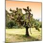 ¡Viva Mexico! Square Collection - Prickly Pear Cactus-Philippe Hugonnard-Mounted Photographic Print