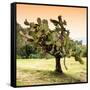 ¡Viva Mexico! Square Collection - Prickly Pear Cactus-Philippe Hugonnard-Framed Stretched Canvas