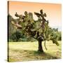 ¡Viva Mexico! Square Collection - Prickly Pear Cactus-Philippe Hugonnard-Stretched Canvas