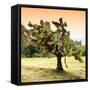 ¡Viva Mexico! Square Collection - Prickly Pear Cactus-Philippe Hugonnard-Framed Stretched Canvas