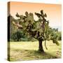 ¡Viva Mexico! Square Collection - Prickly Pear Cactus-Philippe Hugonnard-Stretched Canvas