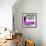 ¡Viva Mexico! Square Collection - Purple Extra-Philippe Hugonnard-Framed Photographic Print displayed on a wall