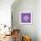 ¡Viva Mexico! Square Collection - Purple Mosaics-Philippe Hugonnard-Framed Photographic Print displayed on a wall