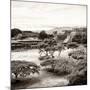 ¡Viva Mexico! Square Collection - Pyramid Maya of Monte Alban II-Philippe Hugonnard-Mounted Photographic Print