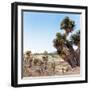 ¡Viva Mexico! Square Collection - Pyramid of Cantona Archaeological Ruins IX-Philippe Hugonnard-Framed Photographic Print