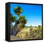 ¡Viva Mexico! Square Collection - Pyramid of Cantona Archaeological Ruins VII-Philippe Hugonnard-Framed Stretched Canvas