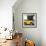 ¡Viva Mexico! Square Collection - Small Yellow VW Beetle Car-Philippe Hugonnard-Framed Photographic Print displayed on a wall