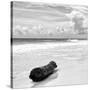 ¡Viva Mexico! Square Collection - Tree Trunk on a Caribbean Beach II-Philippe Hugonnard-Stretched Canvas