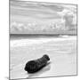 ¡Viva Mexico! Square Collection - Tree Trunk on a Caribbean Beach II-Philippe Hugonnard-Mounted Photographic Print