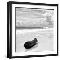 ¡Viva Mexico! Square Collection - Tree Trunk on a Caribbean Beach II-Philippe Hugonnard-Framed Photographic Print