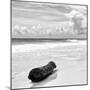 ¡Viva Mexico! Square Collection - Tree Trunk on a Caribbean Beach II-Philippe Hugonnard-Mounted Photographic Print