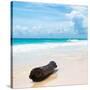 ¡Viva Mexico! Square Collection - Tree Trunk on a Caribbean Beach-Philippe Hugonnard-Stretched Canvas