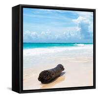 ¡Viva Mexico! Square Collection - Tree Trunk on a Caribbean Beach-Philippe Hugonnard-Framed Stretched Canvas