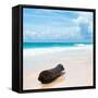 ¡Viva Mexico! Square Collection - Tree Trunk on a Caribbean Beach-Philippe Hugonnard-Framed Stretched Canvas