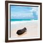 ¡Viva Mexico! Square Collection - Tree Trunk on a Caribbean Beach-Philippe Hugonnard-Framed Photographic Print