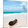 ¡Viva Mexico! Square Collection - Tree Trunk on a Caribbean Beach-Philippe Hugonnard-Mounted Photographic Print