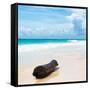 ¡Viva Mexico! Square Collection - Tree Trunk on a Caribbean Beach-Philippe Hugonnard-Framed Stretched Canvas