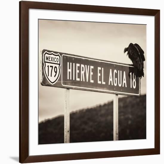 ¡Viva Mexico! Square Collection - Vulture II-Philippe Hugonnard-Framed Photographic Print