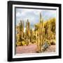 ¡Viva Mexico! Square Collection - Yellow Cardon Cactus II-Philippe Hugonnard-Framed Photographic Print