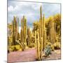 ¡Viva Mexico! Square Collection - Yellow Cardon Cactus II-Philippe Hugonnard-Mounted Photographic Print