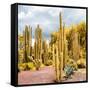 ¡Viva Mexico! Square Collection - Yellow Cardon Cactus II-Philippe Hugonnard-Framed Stretched Canvas