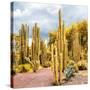 ¡Viva Mexico! Square Collection - Yellow Cardon Cactus II-Philippe Hugonnard-Stretched Canvas