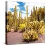 ¡Viva Mexico! Square Collection - Yellow Cardon Cactus IV-Philippe Hugonnard-Stretched Canvas