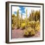 ¡Viva Mexico! Square Collection - Yellow Cardon Cactus IV-Philippe Hugonnard-Framed Photographic Print