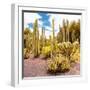 ¡Viva Mexico! Square Collection - Yellow Cardon Cactus IV-Philippe Hugonnard-Framed Photographic Print