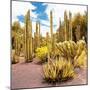 ¡Viva Mexico! Square Collection - Yellow Cardon Cactus IV-Philippe Hugonnard-Mounted Photographic Print