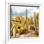 ¡Viva Mexico! Square Collection - Yellow Cardon Cactus V-Philippe Hugonnard-Framed Photographic Print