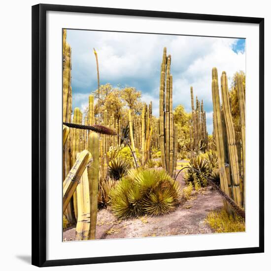 ¡Viva Mexico! Square Collection - Yellow Cardon Cactus V-Philippe Hugonnard-Framed Photographic Print